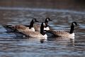 Canadese gans maart 2009 - 02